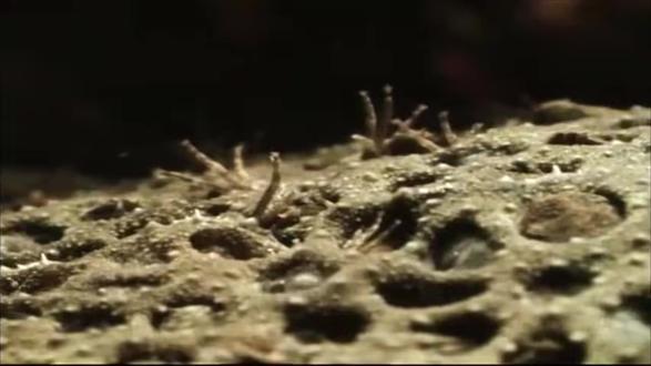 看完负子蟾繁育过程整个人都不好了…..
#动物世界 #动物科普 #负子蟾 #蟾蜍 #抖音精选