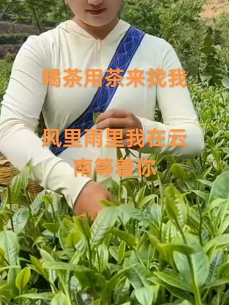 #最美茶园 #与茶相伴的日子