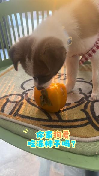 #田园犬 #冻柿子 这柿子吃的真香