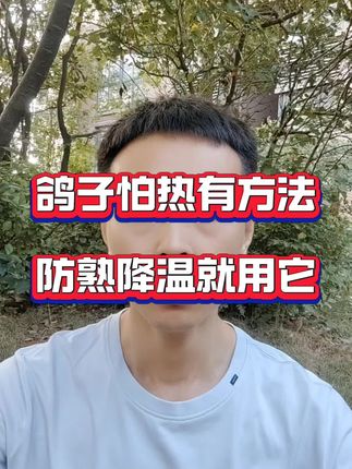 鸽子怕热有方法,防暑降温就用它#鸽子 #养鸽人 #鸽子养殖技术 #防暑降温
