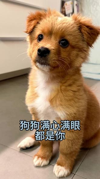 狗狗每天都在想什么你知道吗?#狗狗 #新手养狗 #养狗经验分享