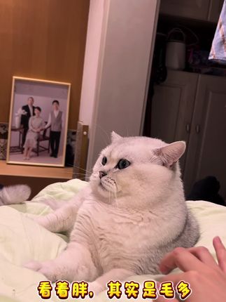 臭猫:摸我?这是另外的价钱! #猫咪 #银渐层 #萌宠出道计划 #记录猫咪日常 #倔强嘴巴化毛生鲜包