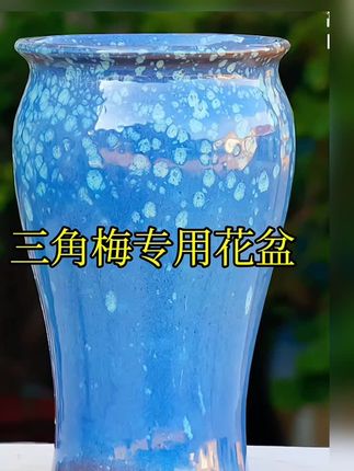 三角梅专用陶瓷花瓶#花瓶摆件客厅插花 #花瓶摆件 #居家插花 #三角梅专用花盆 #爱生活爱养花