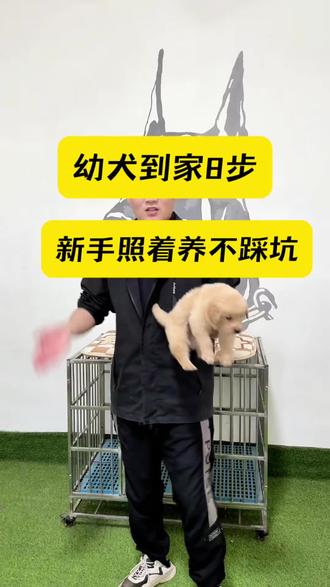 新手第一次养小狗,千万别瞎折腾!幼犬到家记住这8个步骤,不拉稀、不生病、不乱拉乱尿、不拆家。全程大白话,没有复杂套路,新手直接照着照做就行,养宠小白赶紧收藏备用!#幼犬到家 #新手养狗 #养狗教程 #幼犬饲养 #养狗经验分享