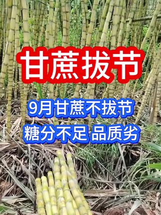 甘蔗9月不拔节,糖分不足品质劣 #甘蔗拔节升糖灵#甘蔗增甜防裂#甘蔗拉长增粗#甘蔗种植