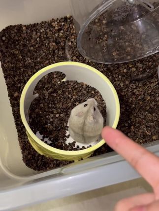 #养鼠日常分享 #荞麦砂 #养宠进阶指南 #鼠鼠用品 #仓鼠🐹