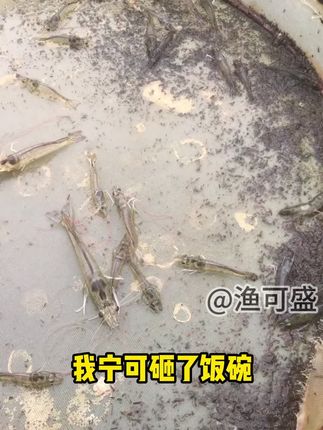 #孢虫净 预防孢子虫 拍5发6,厂家直发#肝肠孢子虫 #对虾养殖 #美好中国丰收季 #渔可盛