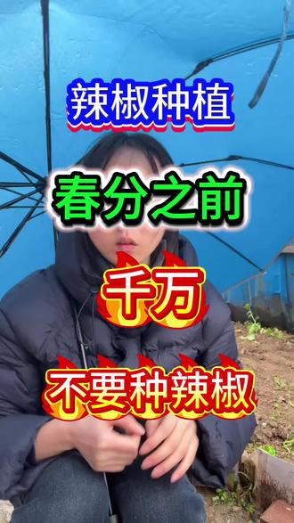 #辣椒 #辣椒种植#辣椒高产#辣椒移栽#三农 春分之前一定不要种辣椒!
