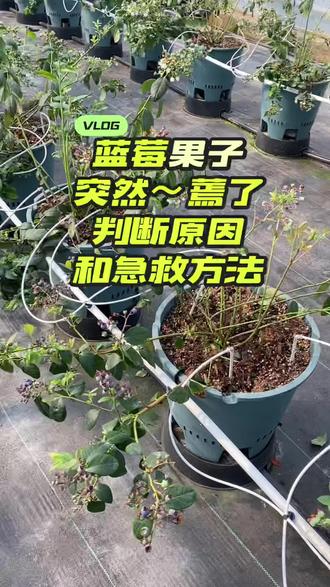 果友们你们有遇到蓝莓果子突然蔫巴的吗?今天教你急救方法和简单判断。#蓝莓种植日记 #盆栽蓝莓#蓝莓果子蔫巴怎么办#蓝莓养护技巧 #蓝莓苗
