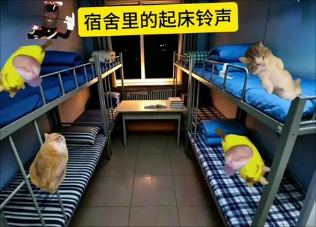 宿舍里的起床铃声#抽象#猫meme#搞笑