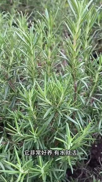 迷迭香,天然的香料,牛排的绝妙搭配,可泡茶可驱蚊#花卉绿植 #一花一草一世界 #我的花花草草🌸🌸 #养花人的乐趣 #好物推荐🔥