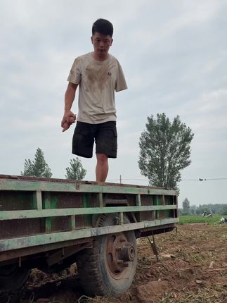 又到一年收获季,沙地现挖蜜薯,又糯又甜 #抖音助农 #沙地蜜薯 #粗粮 #三农 #优质农产品