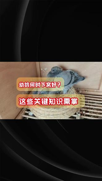 #赛鸽信鸽
幼鸽何时下窝好?这些关键知识需掌