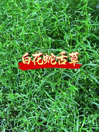 这个就是白花蛇舌草了,大家有见过吗?#白花蛇舌草