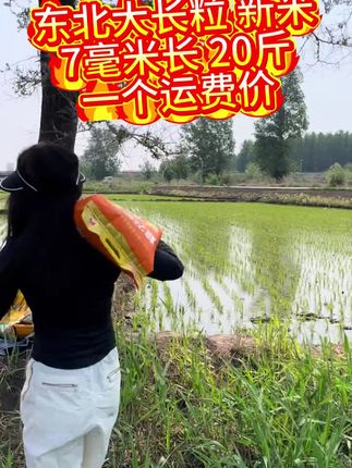 #粮农膳稻 东北长粒香米,中科发五号!7毫米大长粒原香米,新品限时福利价,口感香弹可口,越嚼越香!福利数量有限!快快点击小黄车吧!#长粒香 #东北大米 #长粒米 #中科发五