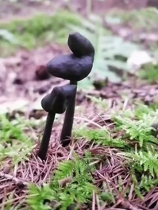 家里想要养几只鸡鸭鹅的朋友们注意了,一定要买这种多功能家禽养殖笼,它不仅防偷盗,还防黄鼠狼,而且还是加厚加密的网片,不用担心小动物会钻进去。无论是养鸡、养鸭还是养鹅都可以用,真的是太实用了!如果你也有需求的话,赶紧点击下方链接下单吧!