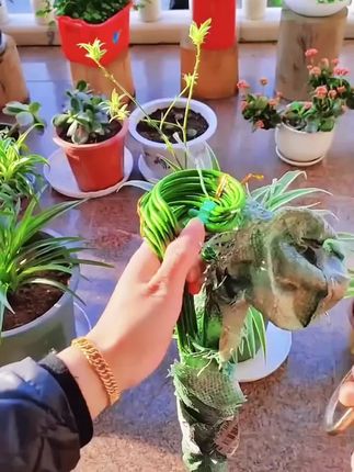 植物爬藤架固定防倒伏花架子园艺支撑室内外花园月季爬藤绣球撑花 #爬藤架 #防倒伏 #月季支撑 #绣球花架 #园艺固定