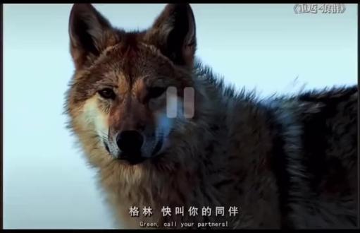 #上热门发作品 ,格林好可爱,呼叫同伴居然是用狗叫