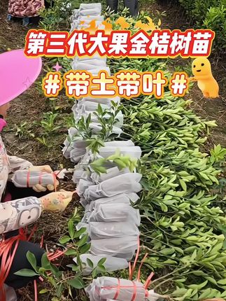 脆蜜金桔口感纯甜无酸,无籽无渣,果大产量高,一年四季结果不断,盆栽地栽都可以,带土带叶发货。#三农种植 #脆蜜金柑苗 #果树苗 #农业种植 #家庭种植