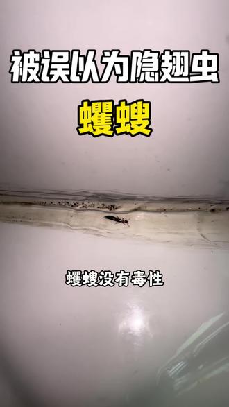 这个跟隐翅虫长的很像的小虫,叫蠼螋,俗称夹板虫,剪刀虫,长得酷似隐翅虫、屁股自带小剪刀,蠼螋没有毒性,却偏爱潮湿环境扎堆繁殖,床上发现一只,就说明周边暗藏一窝虫卵,蠼螋受到惊扰时会用尾部钳子夹人,造成皮肤红肿刺痛,蠼螋群居繁殖越生越多,零星出现很快就会成群出没,发现蠼螋不用惊慌,使用这款蠼螋杀虫剂,喷洒在蠼螋出现跟躲藏的区域,即可灭杀成虫及虫卵,就能杜绝蠼螋反复出现#蠼螋 #蠼螋用什么杀虫剂 #剪刀虫 #蠼螋的危害 #蠼螋药