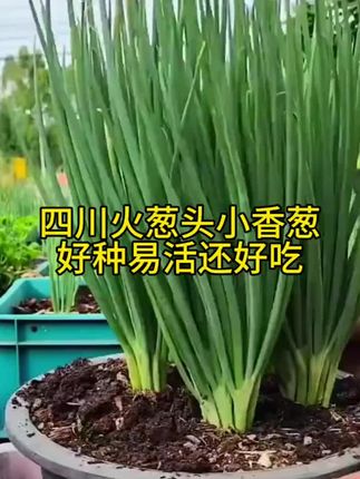 #果树开花期管理 #金果榄种植方法 #小叶紫檀树