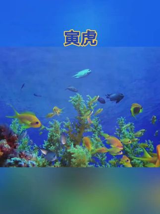 #74年的虎 #86年的虎 #62年的虎 #生肖虎 #属虎