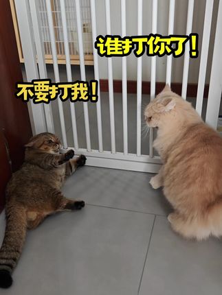 胖虎:当时我吓坏了 #萌宠出道计划 #猫咪的迷惑行为 #猫咪表情包