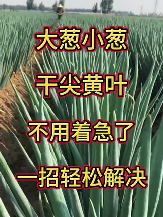 大葱干尖黄叶,一招轻松解决#大葱干尖黄叶 #大葱种植#农业