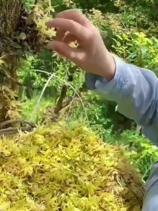石斛花茶铁皮石斛新花干花泡水泡茶霍山铁皮养生茶正品官方旗舰店#石斛 #石斛花茶 #铁皮石斛 #花茶 #多喝水 @DOU+小助手 @DOU+好生意