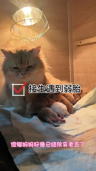 母猫生产 胎位不正遇到弱胎 小猫能否存活#猫咪#毛孩子也是孩子 #金渐层生宝宝 #金渐层
