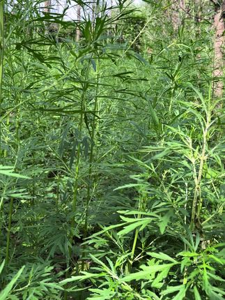 新鲜发货,#女人的最爱 #新鲜益母草 #益母草红枣汤 #女性健康