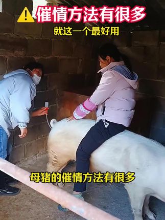 母猪催情方法有很多,就这一个最好用 #母猪不发情#母猪养殖#后备母猪#所有养猪人