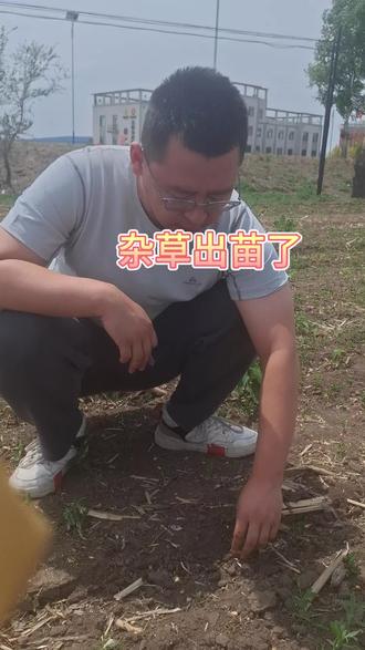 干旱 玉米田杂草#刘辉#大虫 #巴菲特化工