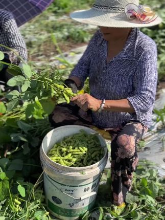 天宝寨村的毛豆成熟了,喜欢的可以赶紧下单,现摘现发哦!#优质农产品 #抖音新农人 #特色农产品