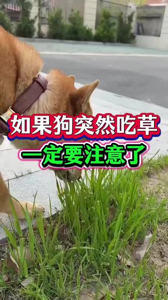 如果狗狗突然吃草,一定要注意了#养狗经验分享 #养狗小知识 #养狗日常 #狗狗 #萌宠出道计划