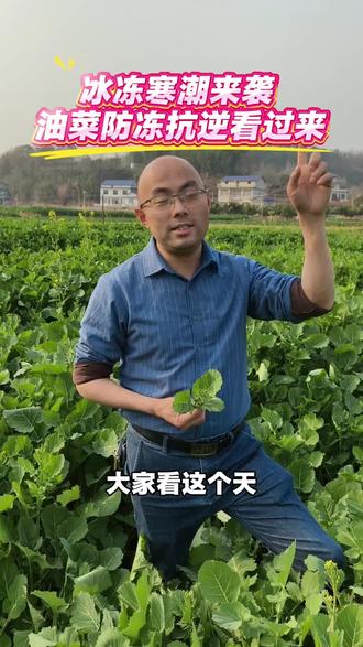 冰冻寒潮来袭,油菜防冻抗逆看过来#拜耳丰收达人#德来氨基酸镁#安必腾#安必神#油菜防冻