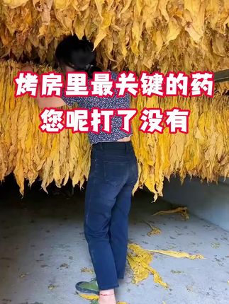 烤房里呢最关键的一遍药你打了没有#烤烟 #烤烟种植技术与管理 #烤烟种植 #烟草 #满炉金 @抖音小助手 @抖音创作灵感 @抖音创作小助手