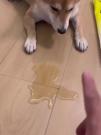 #宠物尿垫