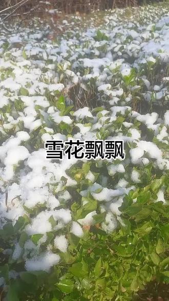 今年的雪花和去年的一模一样,没有区别!