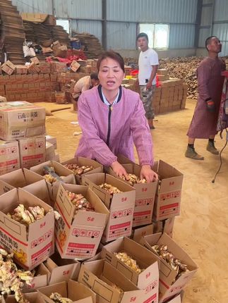 今年的小黄姜新鲜上市了,拿回家做泡姜糖醋姜都是非常好吃的!#优质农产品 #小黄姜 #源头好货