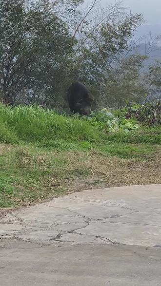 野猪,野猪,第一次见活的野猪,好大的野猪🐗