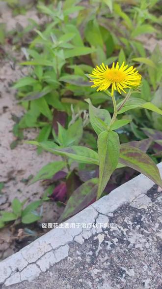 菊科之旋覆花的药用价值