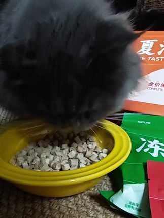 #夏浪冻干 #夏浪 #夏浪冻干撞奶 #养猫新手 #家有萌宠