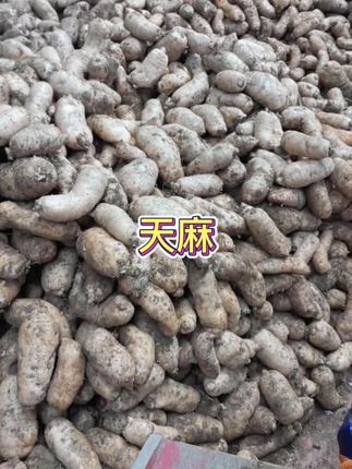 #天麻 藏在海拔千米的山林里,天麻在腐殖土中慢慢生长,不催熟、不打药,只靠山林的雨露和腐叶滋养。挖出来时带着泥土的清香,切开是透亮的米白色,纹路细密——这才是自然生长的好天麻。#好物推荐 #优质农产品 #抖音助农 #好东西一起分享