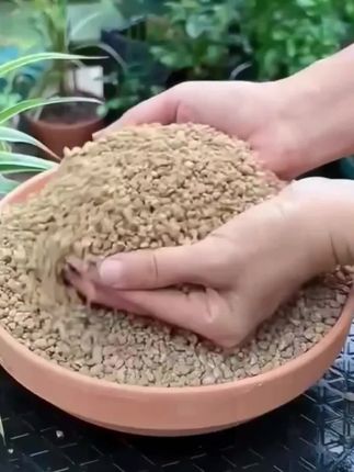 买5斤送5斤,黄金麦饭石颗粒,多肉种植拌土花盆铺面#黄金麦饭石 #黄金麦饭石颗粒 #多肉铺面 #多肉养护