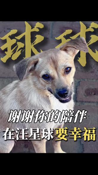 第7️⃣6️⃣天
球球去了汪星球
谢谢你带给我们的快乐和陪伴
#汪星球的小天使 #万物有灵 #狗是人类最忠诚的朋友