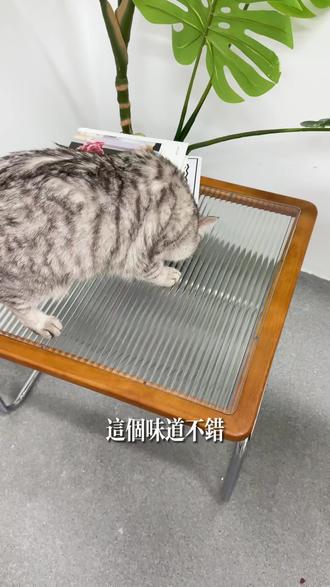 百元猫粮平替试吃!弗列加特新品烘焙粮 #弗列加特猫粮 #烘焙猫粮 #猫咪肠胃护理#玻璃胃猫咪 #养猫好物分享