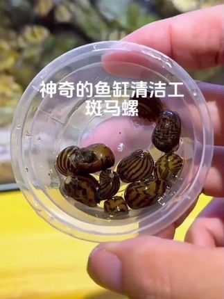 #斑马螺 #观赏螺 #鱼缸清洁 #水族 #鱼缸里的大自然