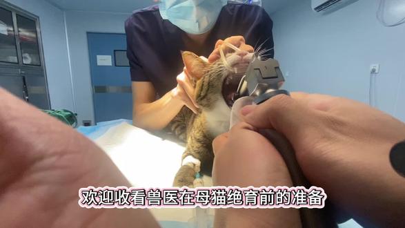 下刀前的每一步,都是对猫咪负责#猫咪绝育 #长安派特宠物医院 #兽医卢发明