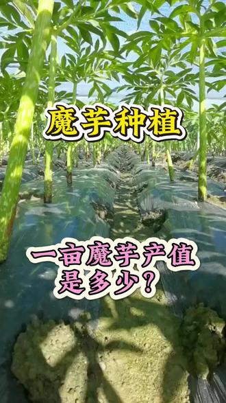 一亩魔芋产值是多少?#魔芋高产 #魔芋种植 #三农 #魔芋 #种植小技巧